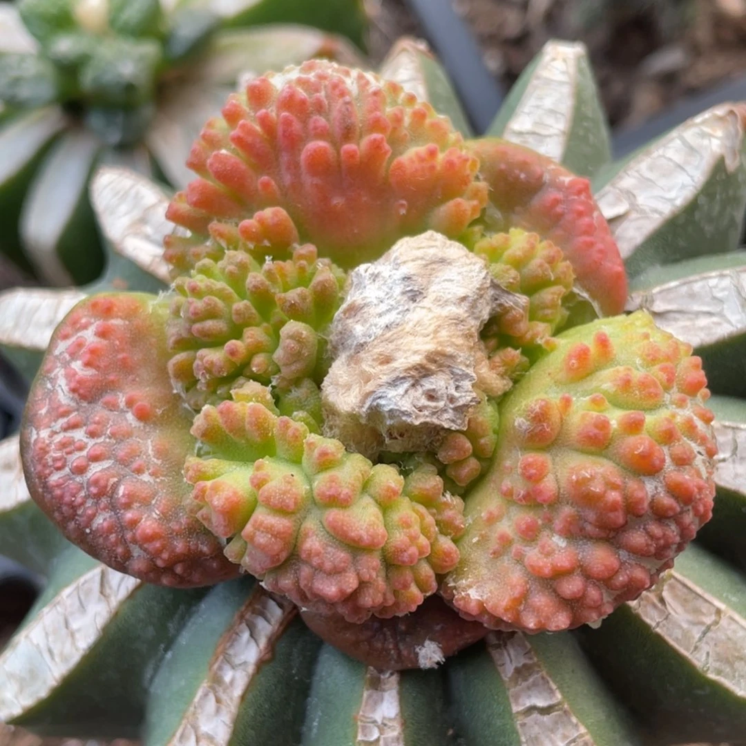 全部花朵牡丹锦 030