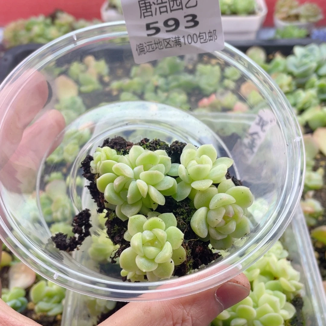 财富现金一物一拍593.