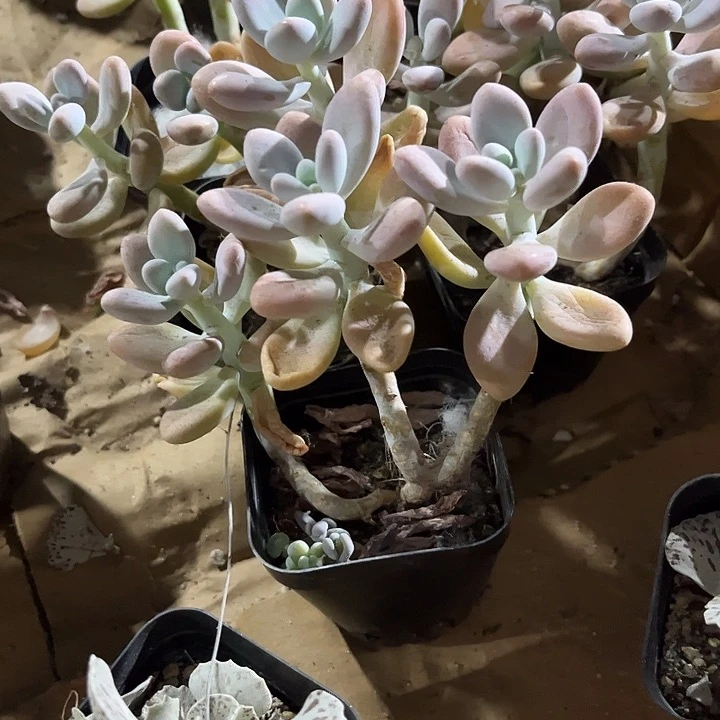 三头桃蛋带盆土发货