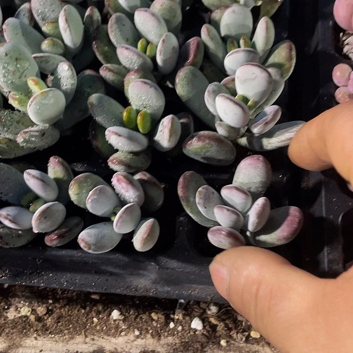 小乒乓1元带土发