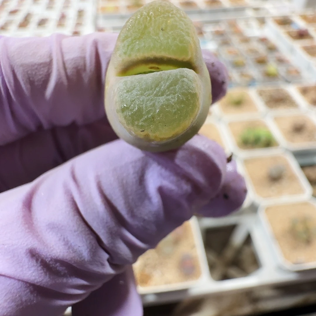 ღ***࿐多肉植物福利风铃870