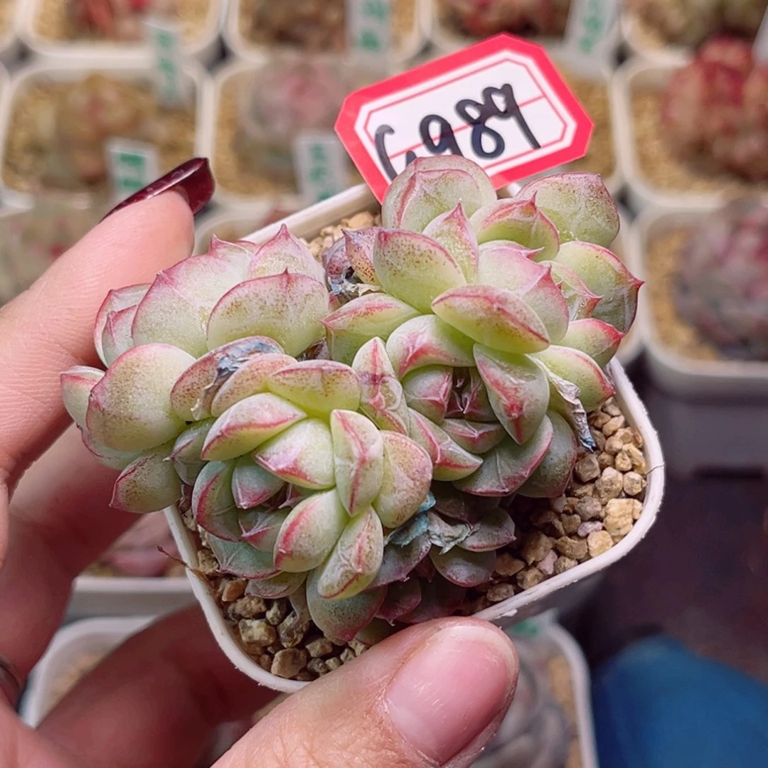 G989一物一拍 如花