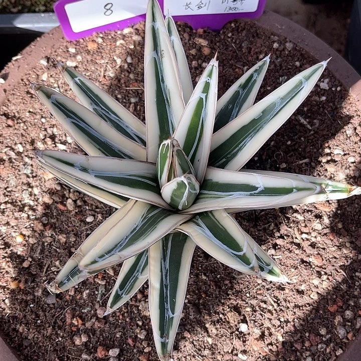 勋哥多肉冰山亚成