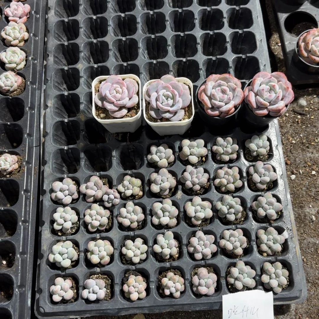 吃什么一物一拍专拍