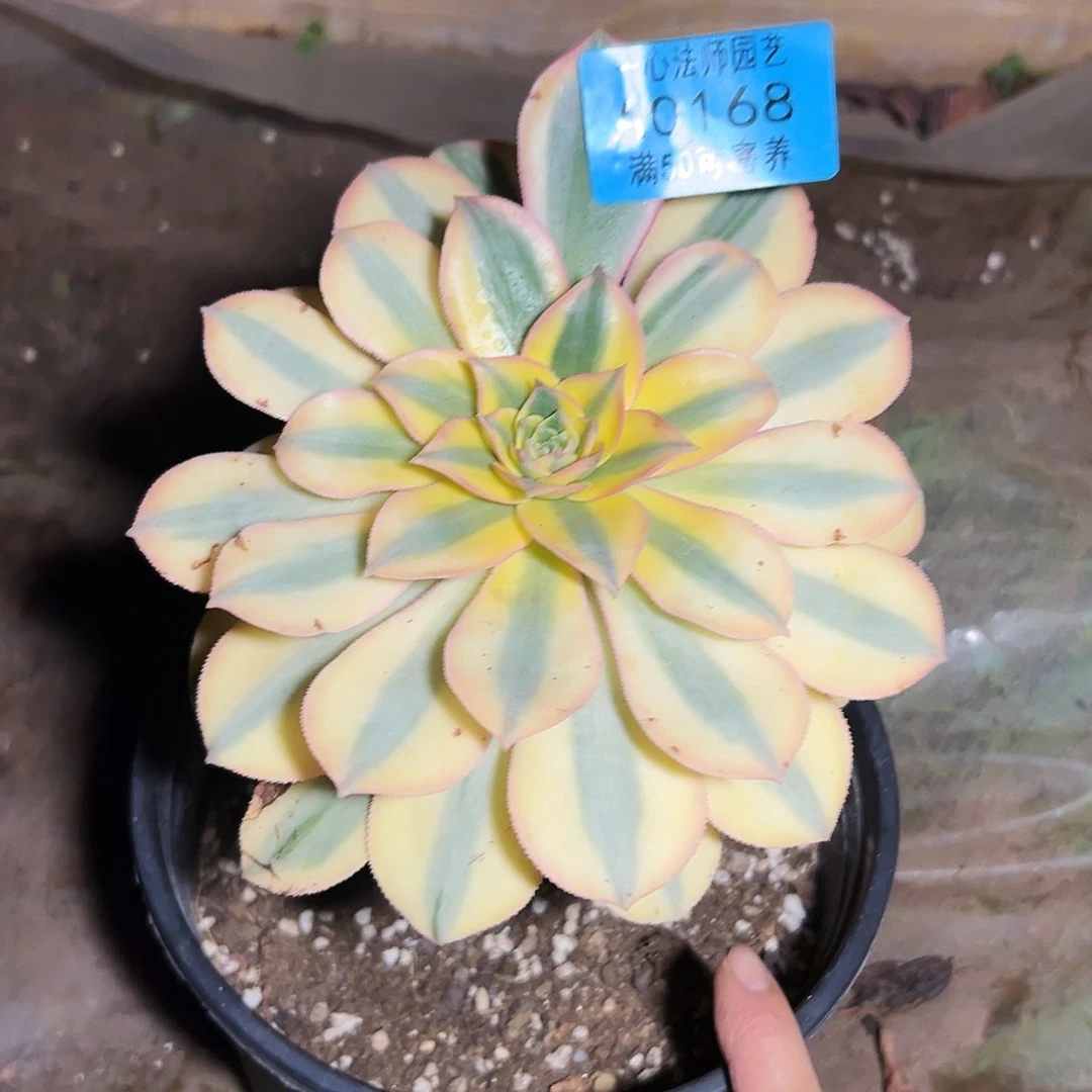 0168多肉植物灿烂