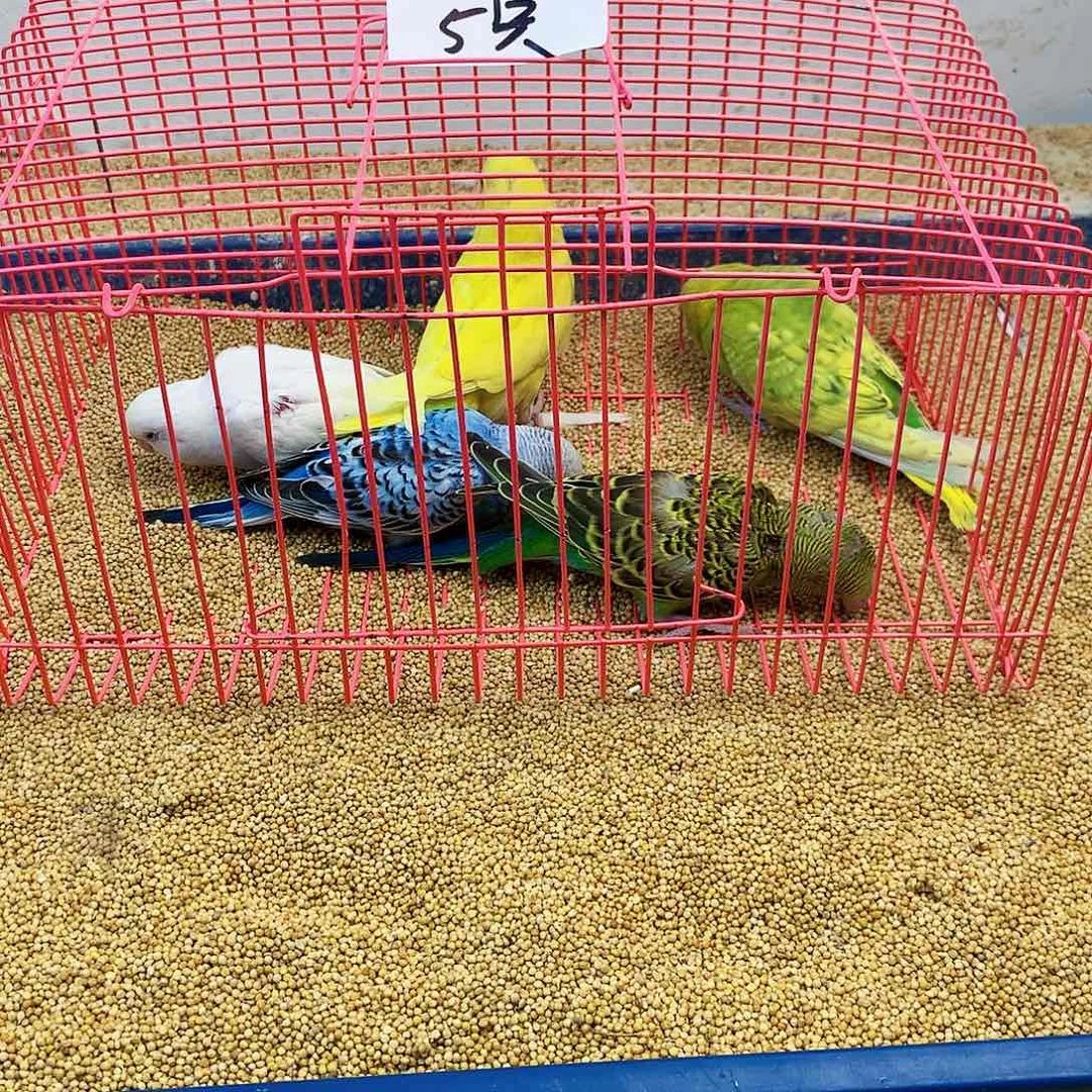 用***8虎皮鹦鹉牡丹一如