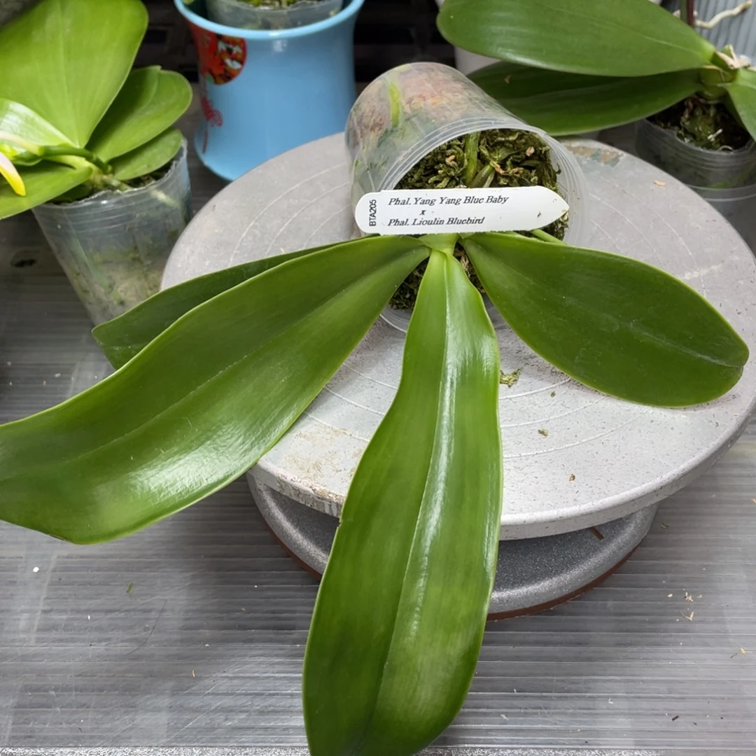 当前无花栽培后可以开花BTA205蓝宝贝交蓝鸟