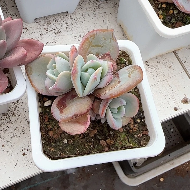 盈***笑青蛙王子儿童牙膏？111