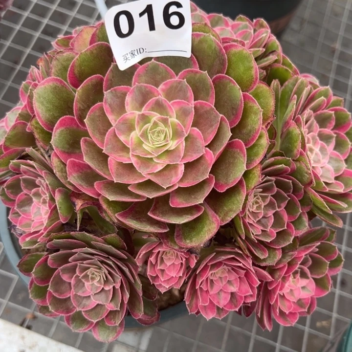 016孔雀翎20厘米左右