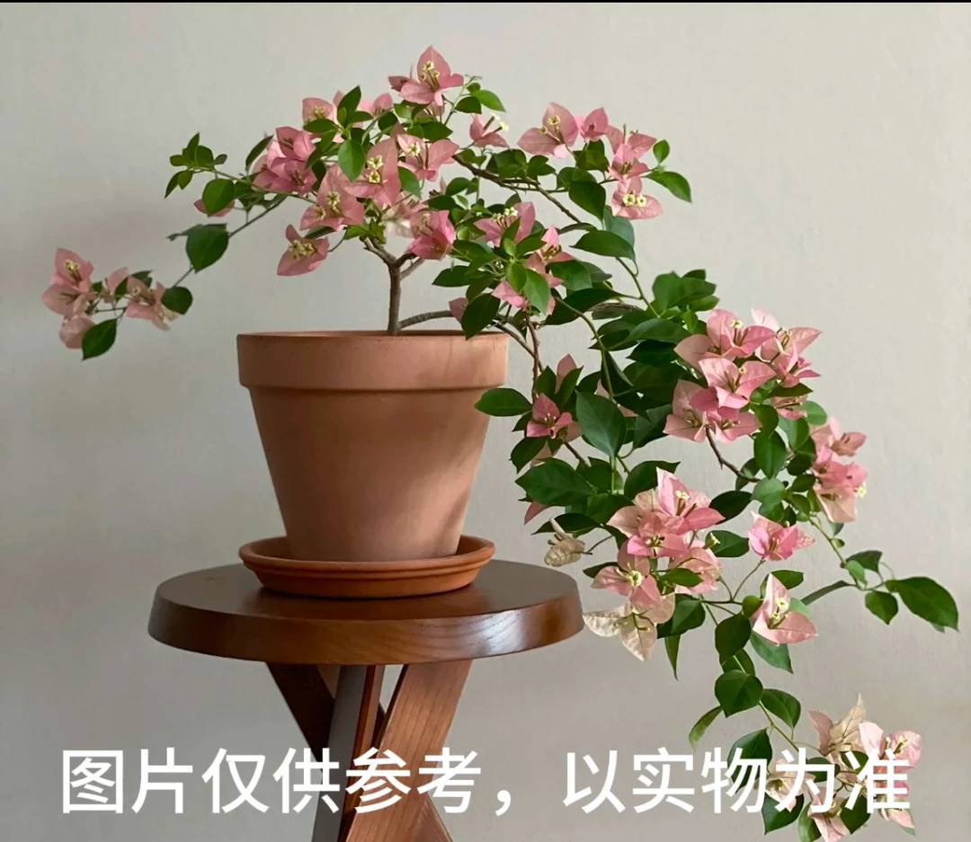 【卡亚塔】三角梅花卉勤花四季开花基地直发