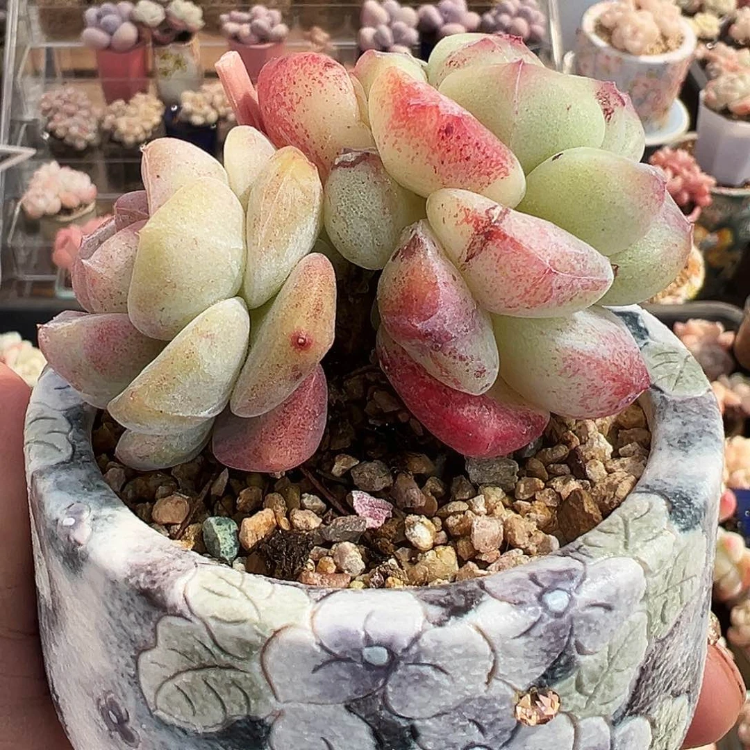 双头石化阴阳脸老桩1167