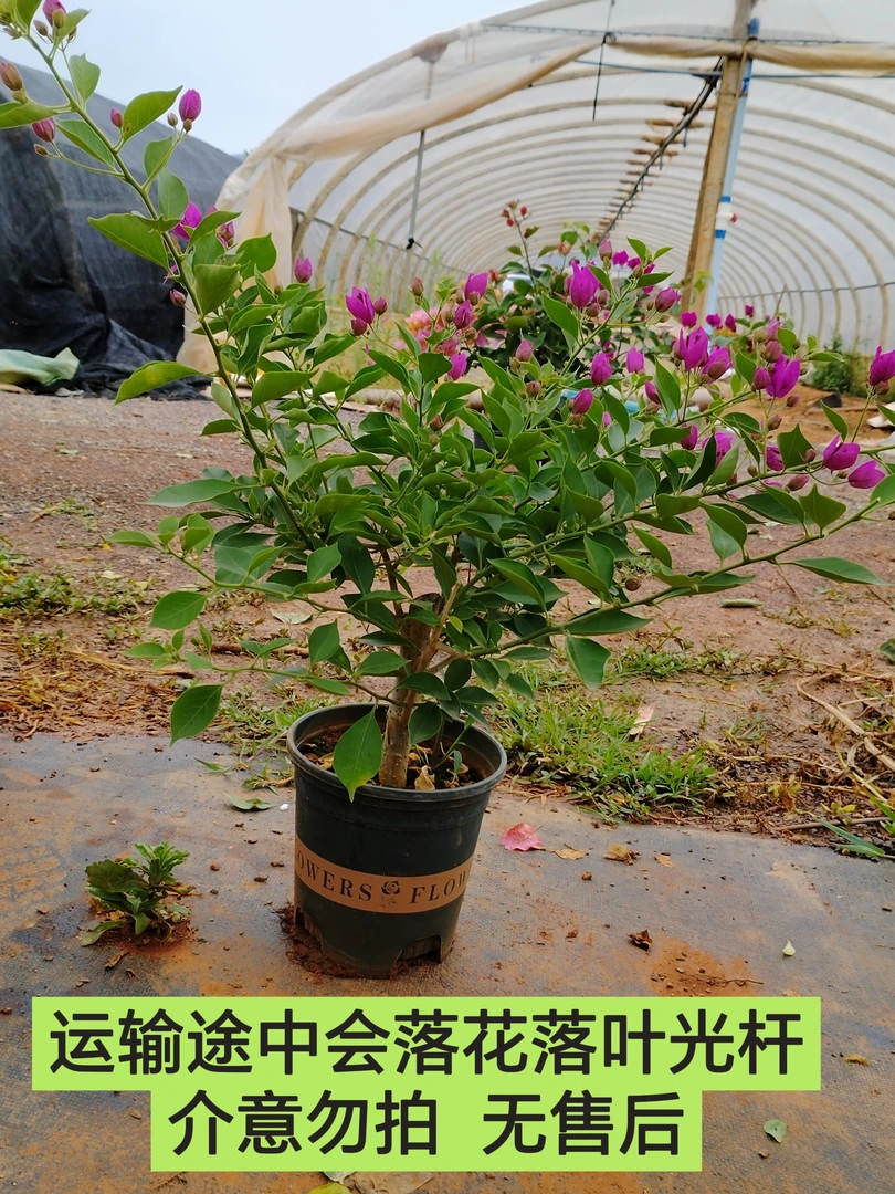 【灯笼—周】三角梅运输途中会落花落叶光杆轻微折枝介意勿拍