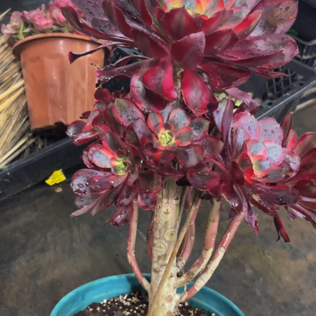 哈哈多肉葡萄福利801