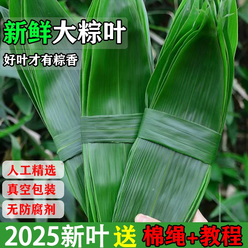 江西天然包粽子粽叶现摘野生挑选新鲜大粽叶粽子大宽叶箬竹叶