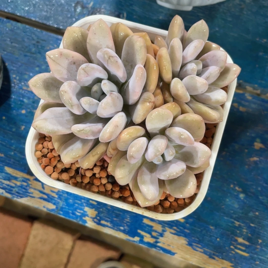 奥普锦一物一拍中通快递