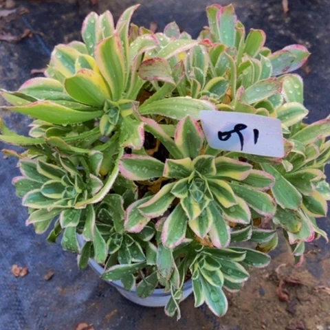 艳日伞多肉植物91多肉