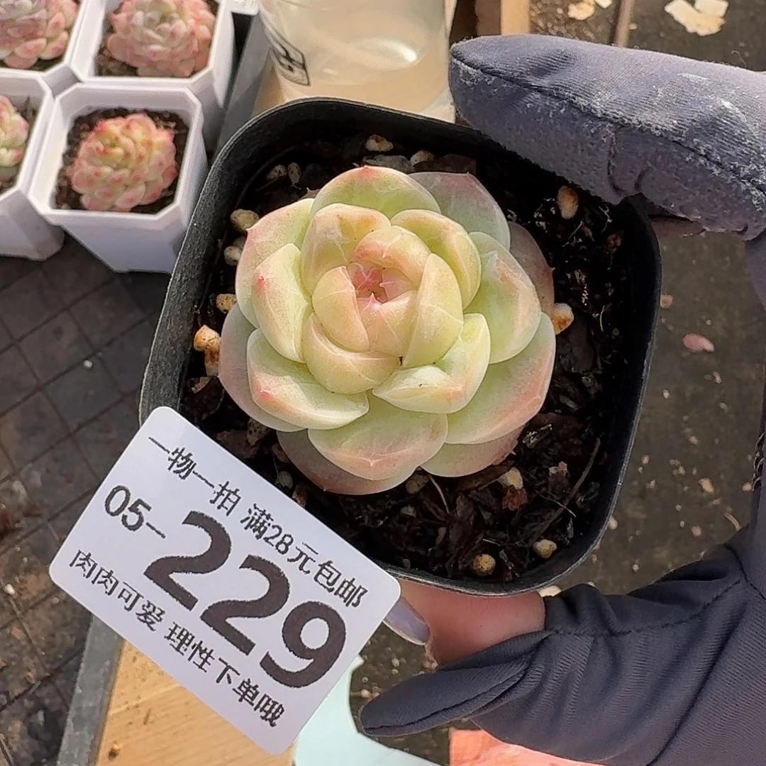 蜜桃釉无盆土发货无