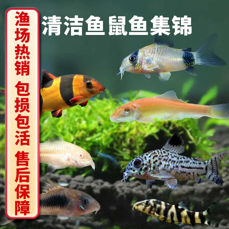 金苔鼠鱼活体包邮工具鱼除藻清洁鱼缸｜清道夫鱼苗｜淡水除藻观赏鱼