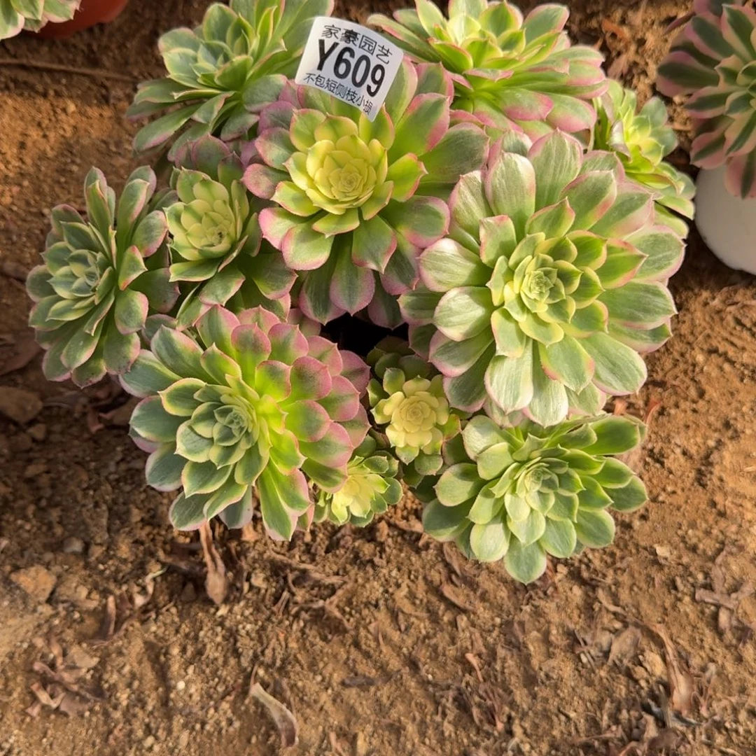 609海王官服22左右2