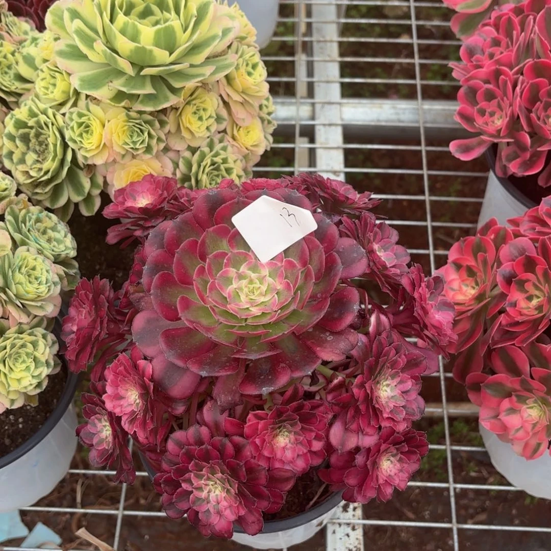 清***晨云南红铜白好看13号