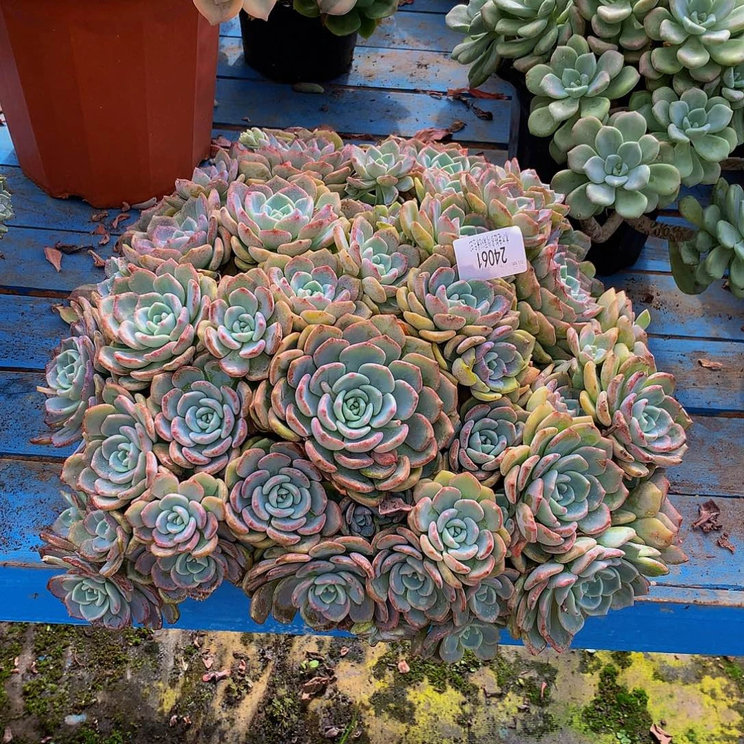 静***夜   千山雪多肉24061