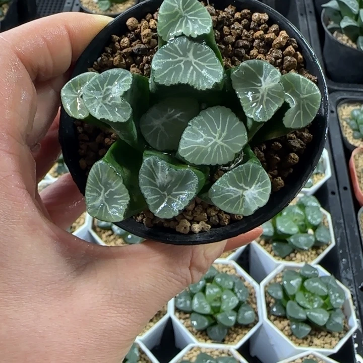 多浪哥万象多肉植物