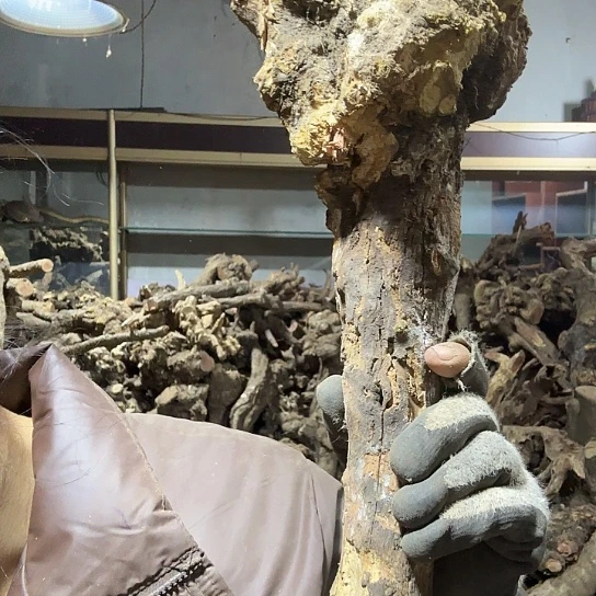 香榧木罗*坊火琉璃的毛料摆件