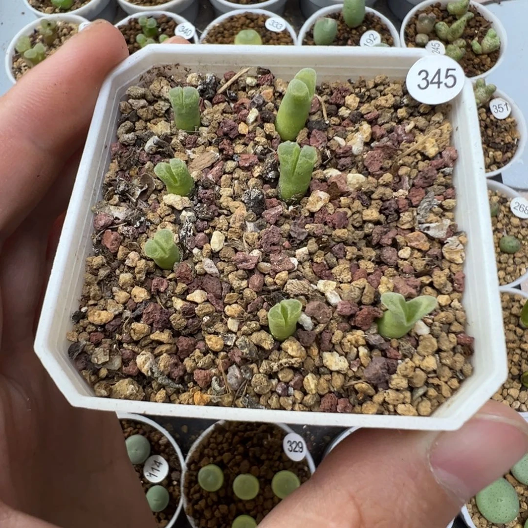 冰风铃7颗带盆土345000