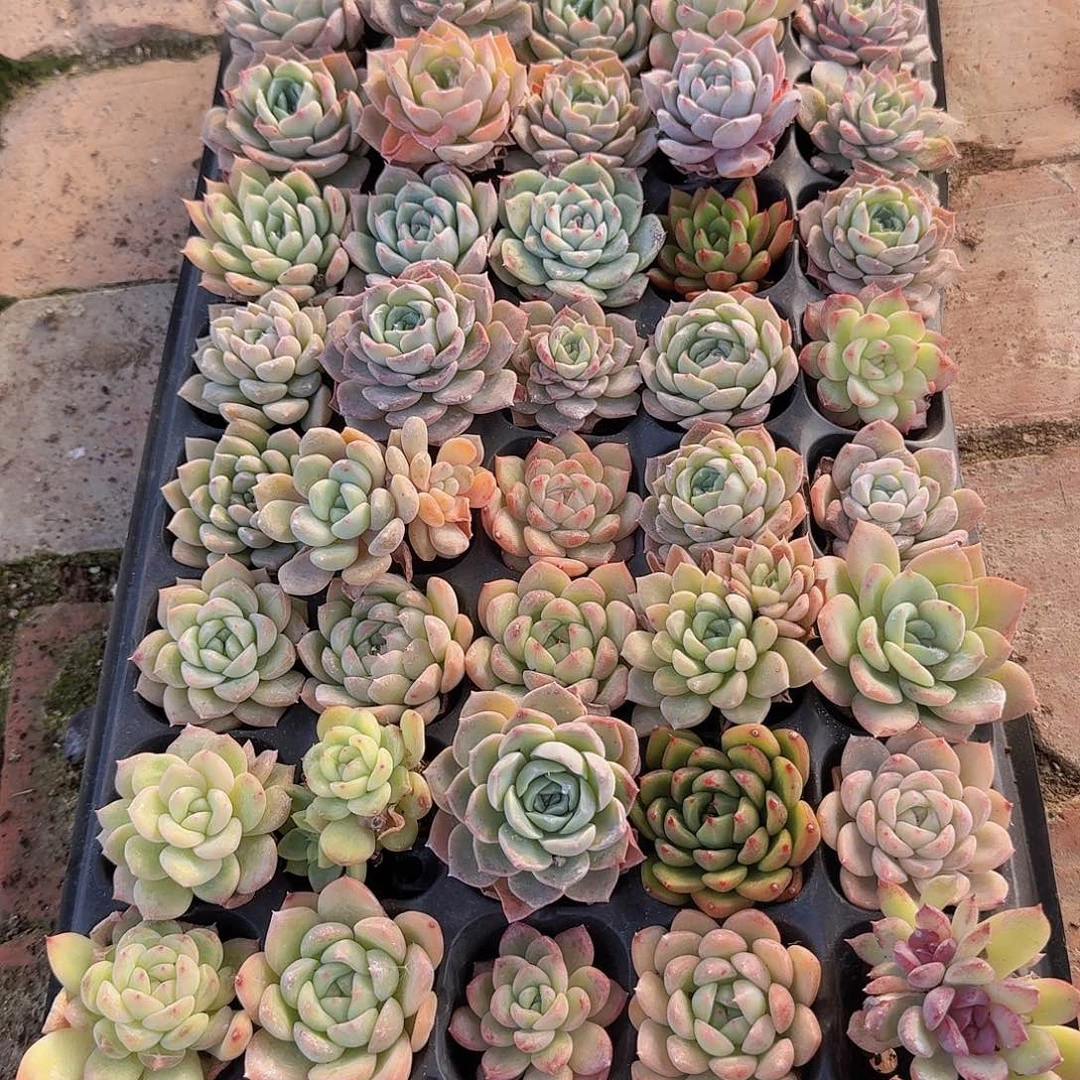 直播福利一物一拍112