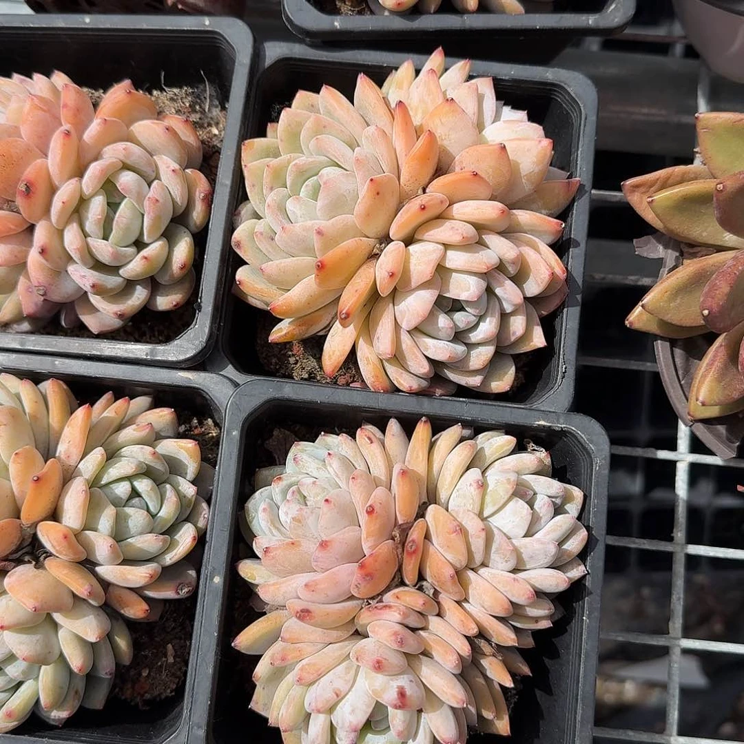 韩版梦露三头多肉植物