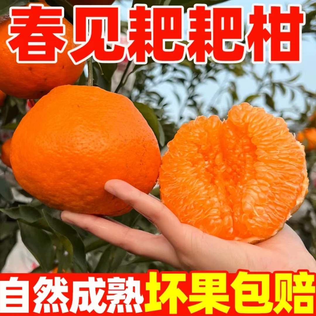 【25年头茬鲜果A】正宗四川春见耙耙柑橘子特级耙耙橘当季新鲜水果