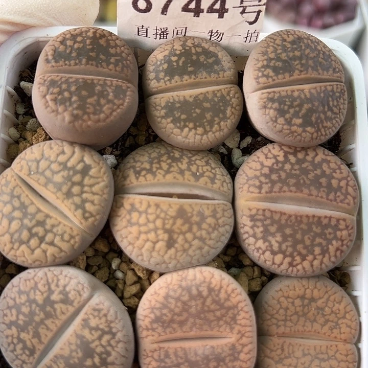 8744 好养易活生石花大母本12个2-2.5cm