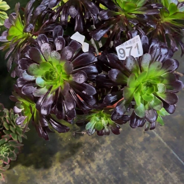 墨法师97100000000