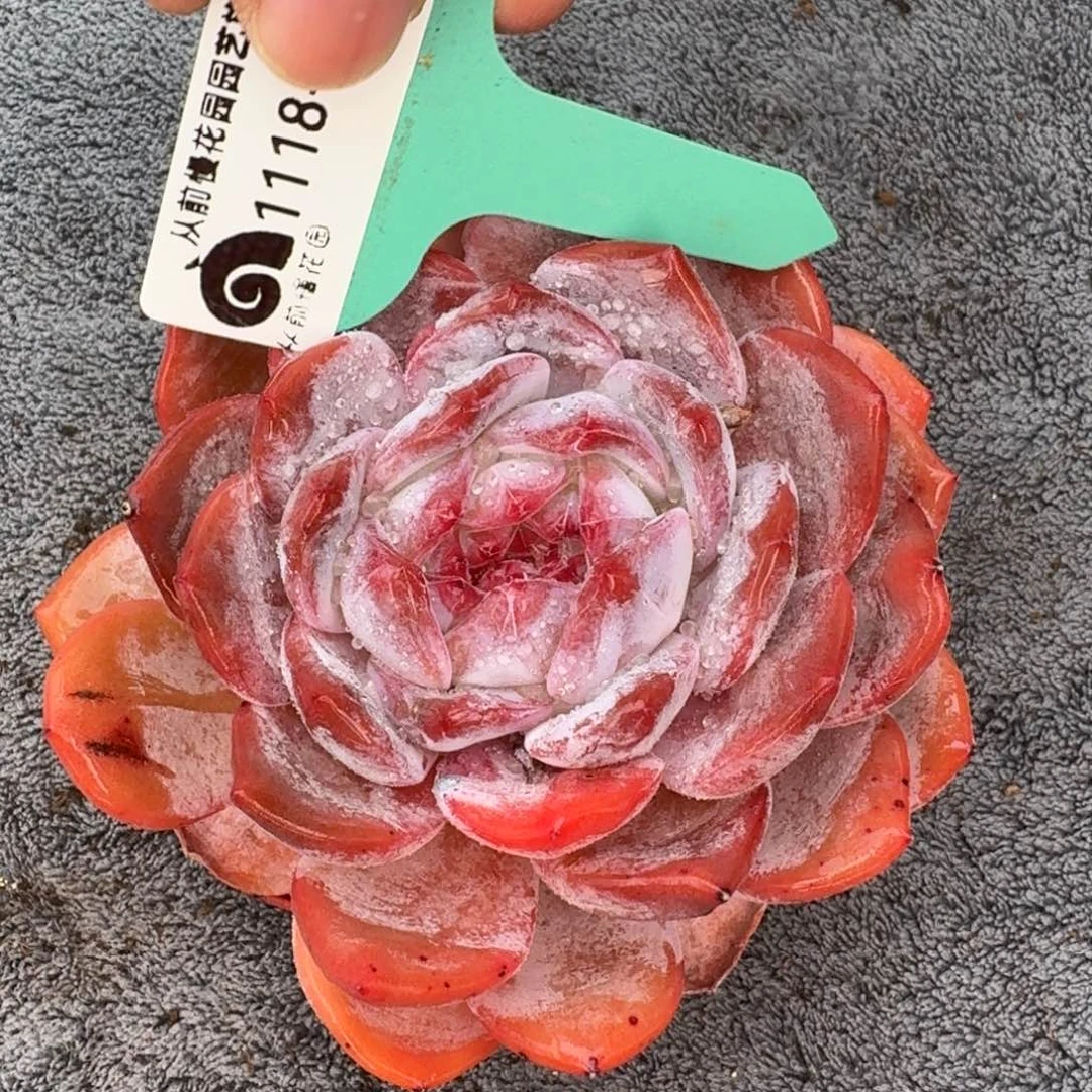 从前慢花园多肉编号1118–258