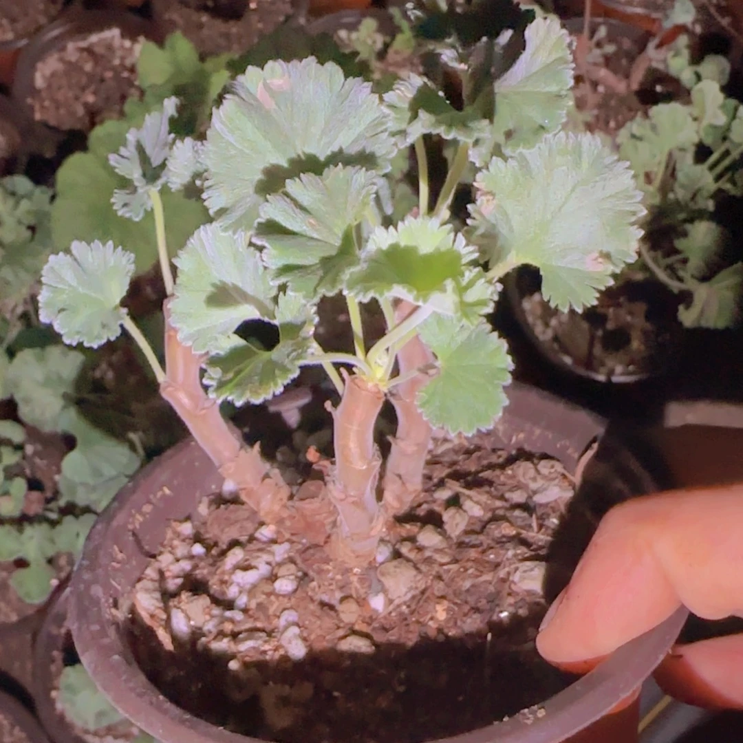 心***情块根植物块根植物