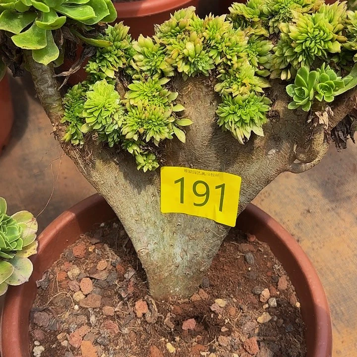 多肉植物福利191号