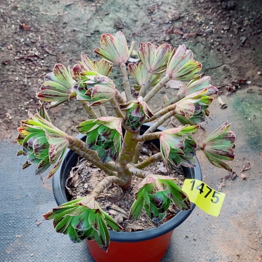 碧火多肉植物1475