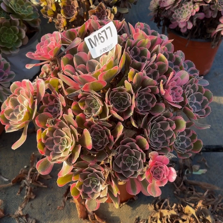 瑞妈多肉园艺677花样年华