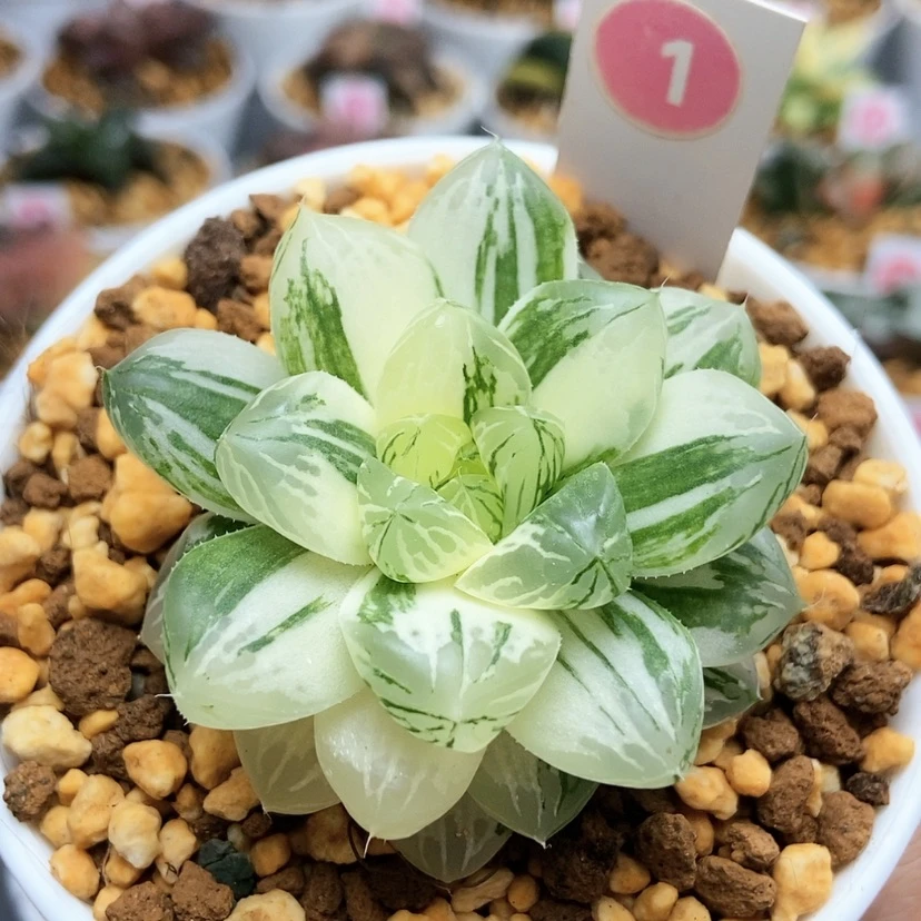 【闪购商品】1苏锦