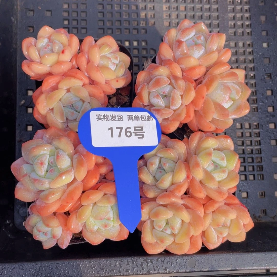 176号果冻奶油大白兔群生一个