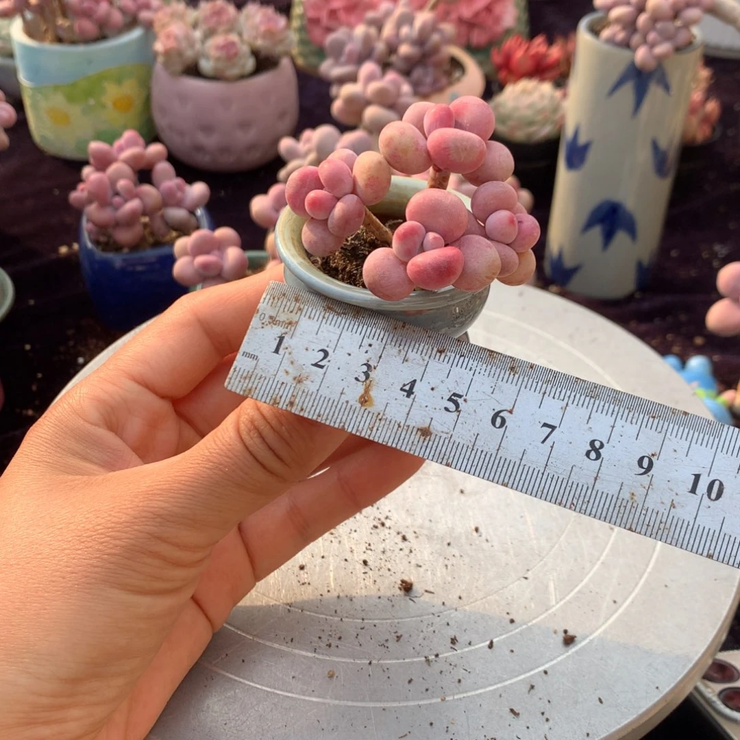 17号带盆偏远地区不包邮的