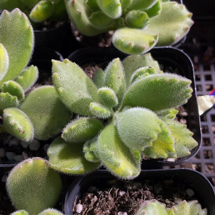 6.5方黄熊带盆土发