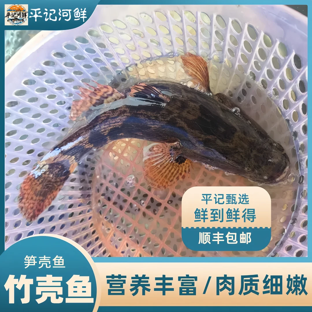 河源正宗笋壳鱼竹壳鱼云斑鱼新鲜原生态顺丰包邮