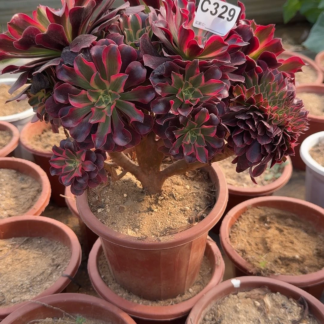 329美杜莎一颗呀呀呀呀