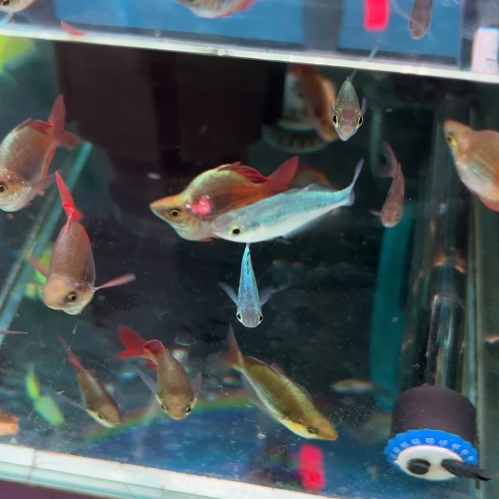 小***悸短鲷鱼巴西龟大热带鱼