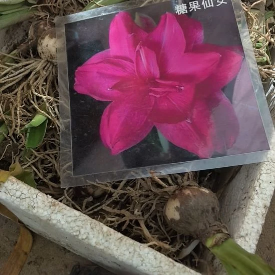 当前无花栽培后可以开花糖果仙女5厘米裸根球