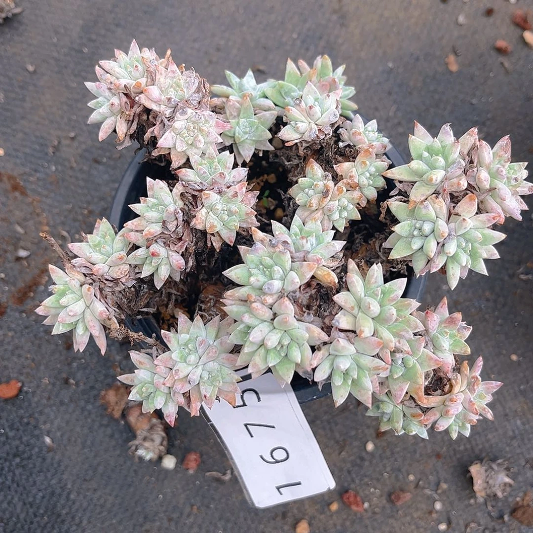 瑕疵特价不售后1675