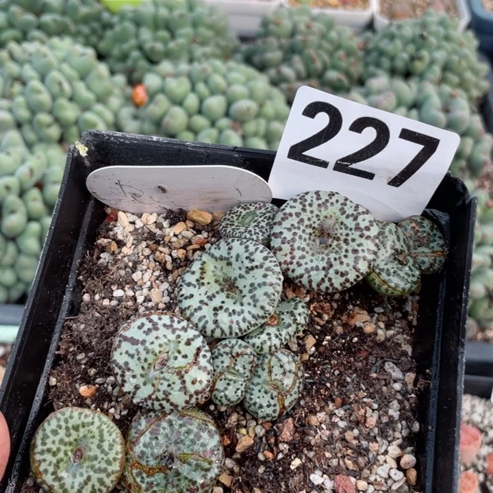 227泡泡点安贞带盆