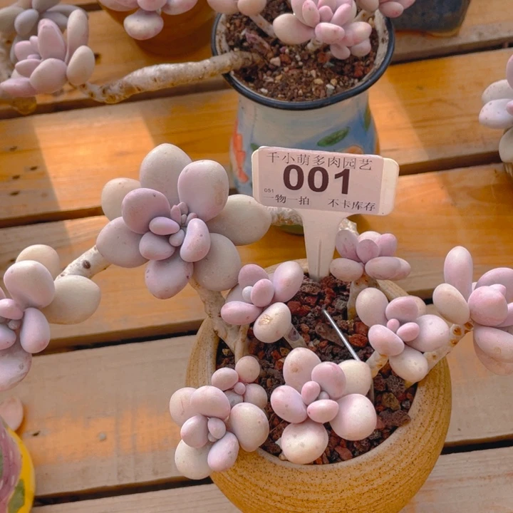 ?****?谢谢你的支持00001