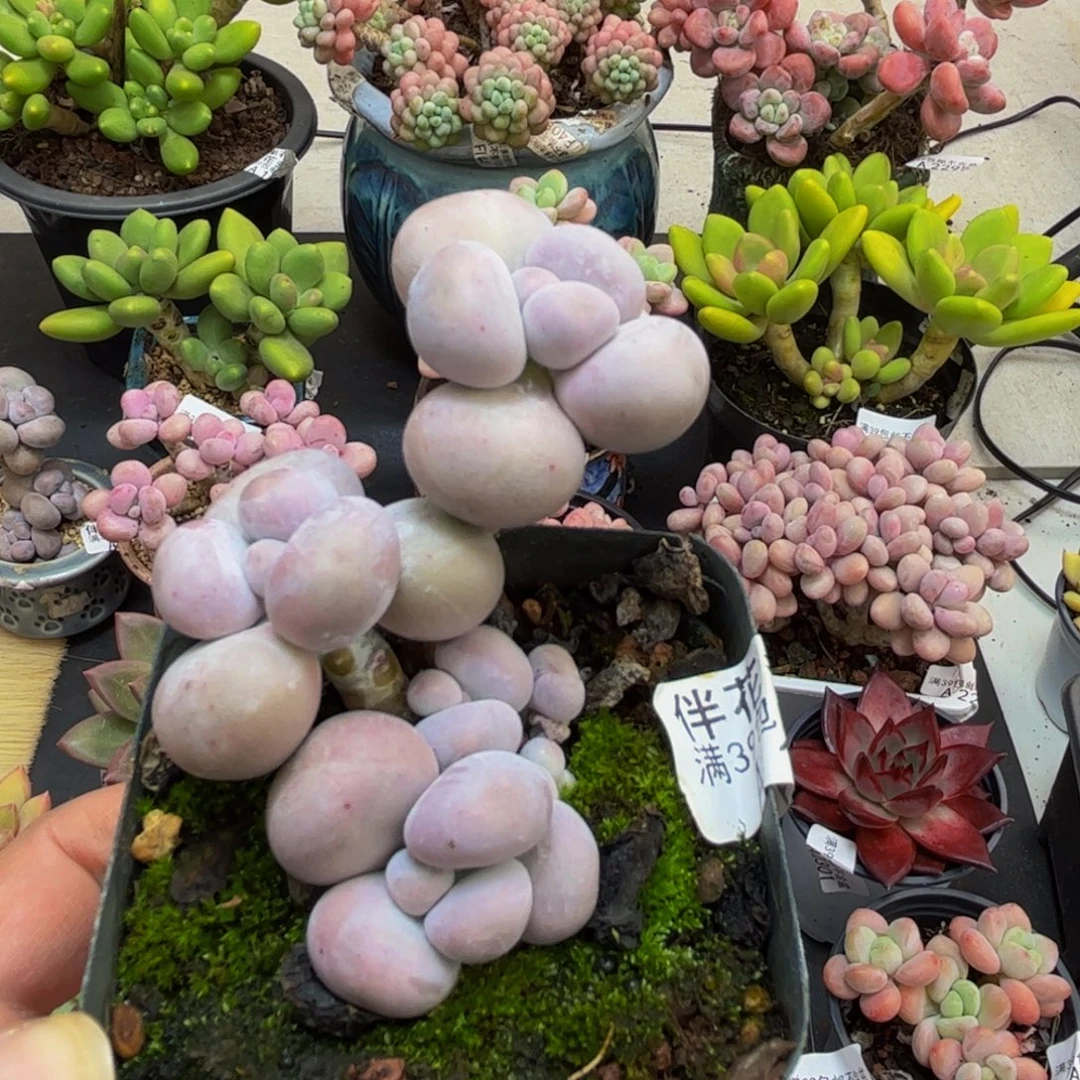 1951芭比奶酪5cm多肉